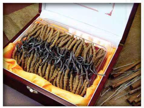 云浮冬虫夏草回收